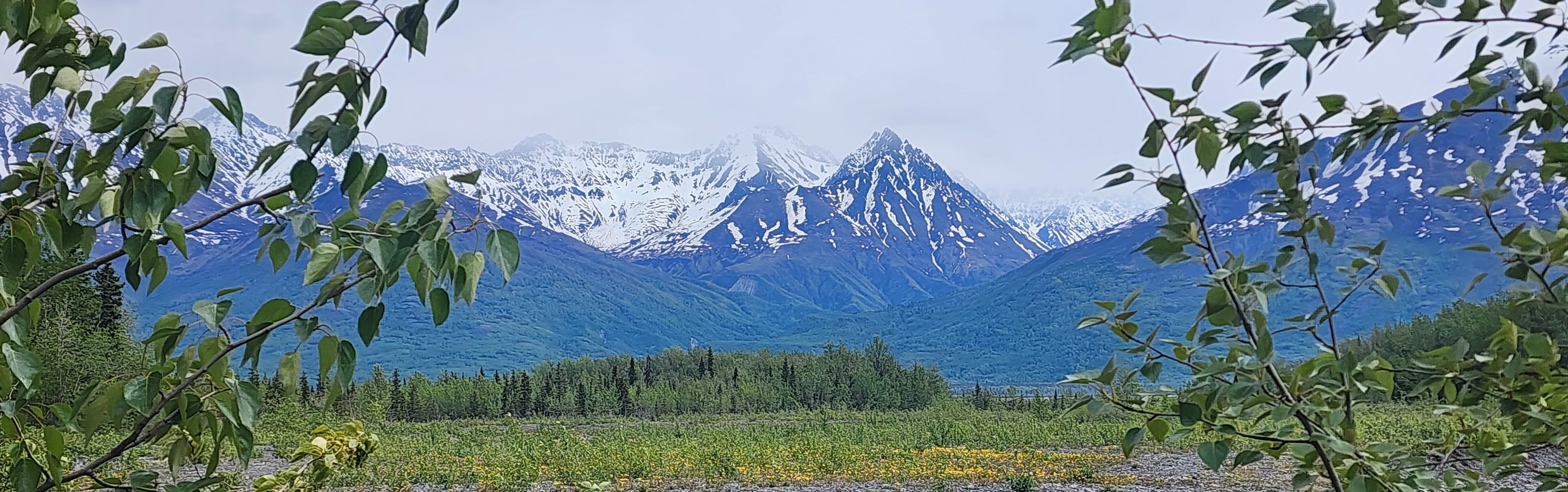 Birch blue mountains
